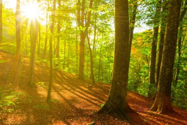 güneş ışınlarının sonbahar kayın ormanında