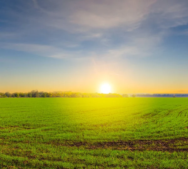 Bellissimo Campo Verde Estivo Tramonto — Foto Stock