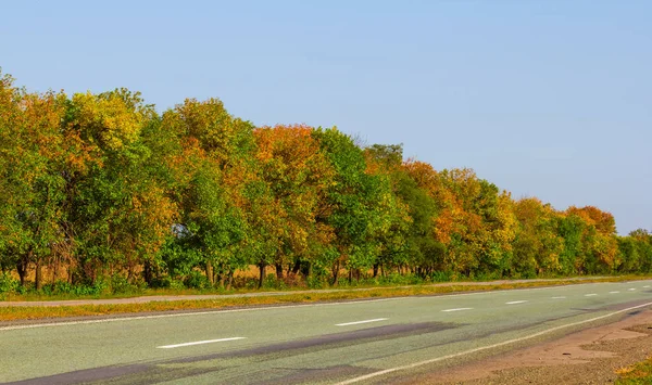 Rustige Herfst Bos Buurt Van Asfaltweg — Stockfoto