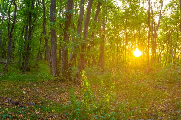 Beautiful Quiet Forest Sunset — Stock Photo, Image