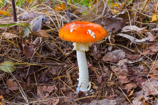 Closeup Cogumelo Flyagaric Vermelho — Fotografia de Stock