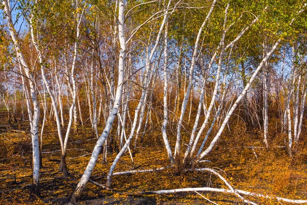 Small Autumn Birch Grove — Stock Photo, Image