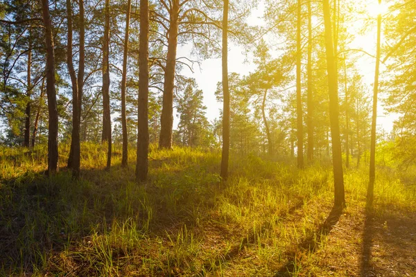 Bellissimo Paesaggio Forestale Serale — Foto Stock