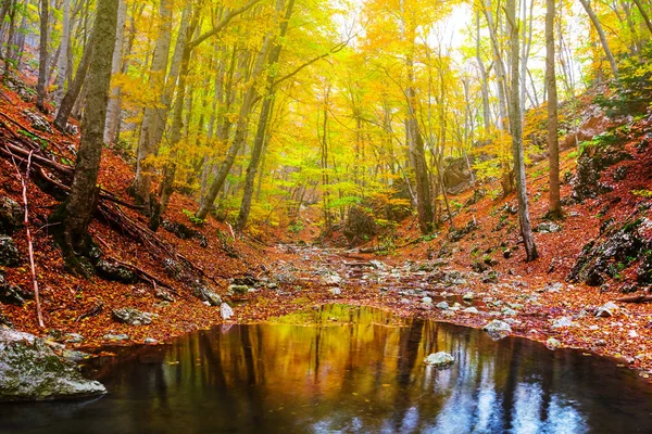 Mountain Canyon Liten Flod Flöde Genom Skog — Stockfoto