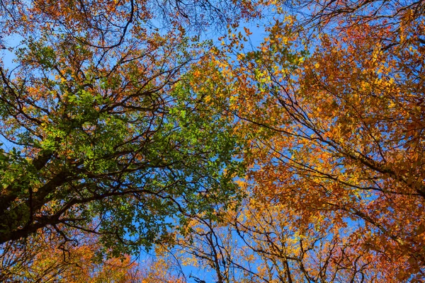 Nahaufnahme Hohe Herbstliche Buchen Vor Blauem Himmel — Stockfoto
