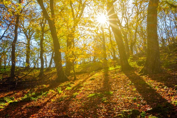 Cichym Lesie Jesienią Słoneczny Dzień — Zdjęcie stockowe