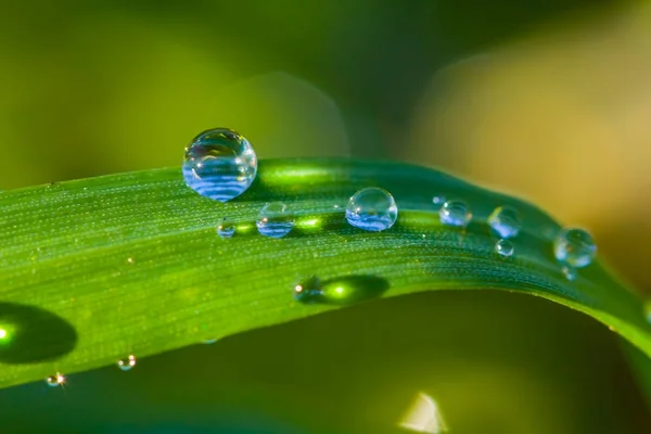 Gros Plan Herbe Verte Dans Une Goutte Eau — Photo