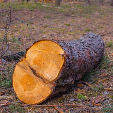 bir ormandaki closeup çam ağaç gövdesi