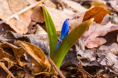 Tatlı küçük mavi bahar çiçek büyüme bir kuru yaprakları