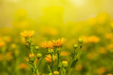 portre sarı kır çiçekleri bir güneş ışığı altında