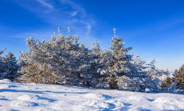 Nieve Invierno Bosque Escena — Foto de Stock