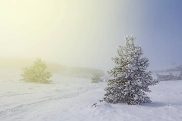 蓝色薄雾中的冬松林 — 图库照片