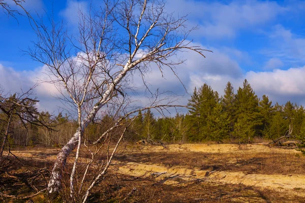 Alone Birch Tree Forest Glade — Stock Photo, Image