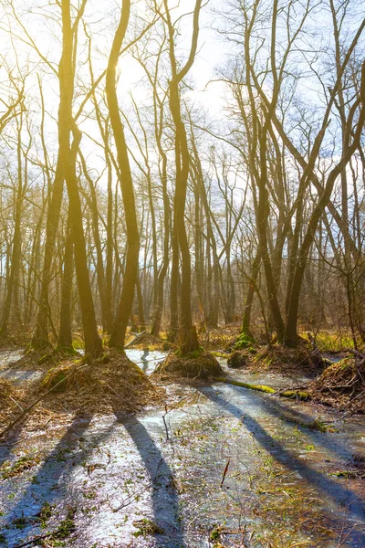 Vecchia Crescita Forestale Attraverso Una Palude — Foto Stock