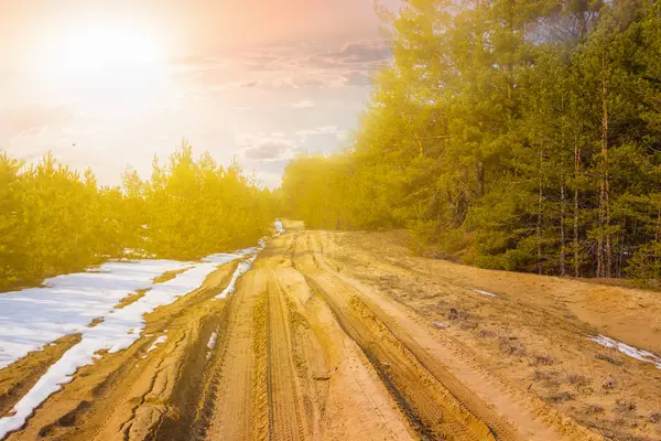 Zandstrand Landelijke Weg Door Het Bos Van Avond — Stockfoto