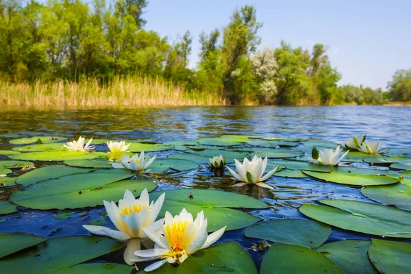 Krásné Letní Řeka Liliemi — Stock fotografie