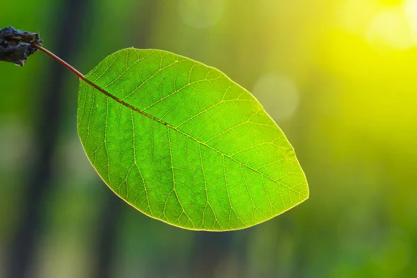 Bir Ağacın Bir Güneş Işığı Altında Closeup Yeşil Yaprağı — Stok fotoğraf