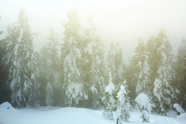 Zimowe Śniegiem Sosnowy Las Krajobraz — Zdjęcie stockowe