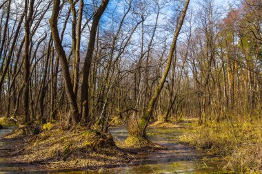 Orman manzara parlak bahar sular altında