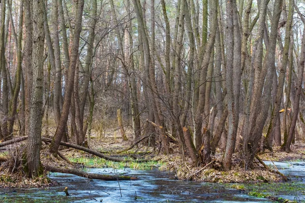 Lente Bos Een Water — Stockfoto