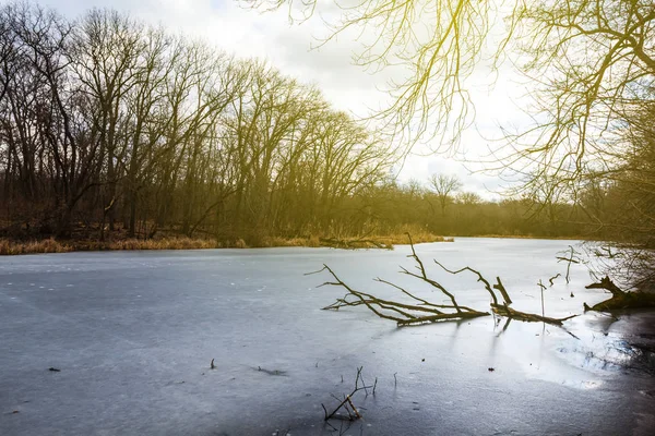 Lac Forestier Calme Soir — Photo