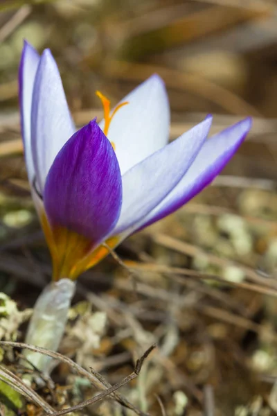 Closeup Violet Prærie Blomst - Stock-foto