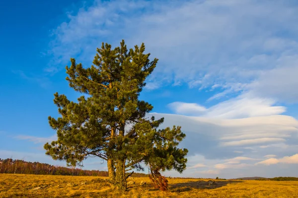 Sapin Alpin Dans Une Prairie — Photo