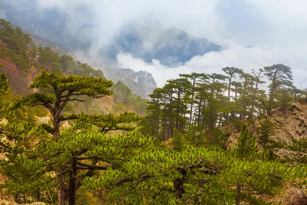 Forêt Sur Une Pente Montagne Dans Une Brume — Photo