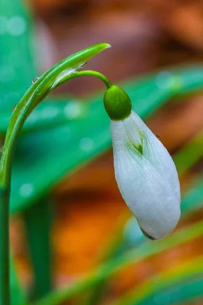 Closeup White Spring Snowdrop — Stock Photo, Image