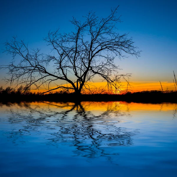 Silhueta Árvore Sozinho Refletido Uma Água — Fotografia de Stock