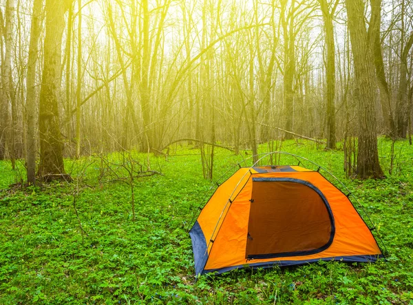 Pomarańczowy Namiot Turystyczne Zielony Leśnej Polanie — Zdjęcie stockowe