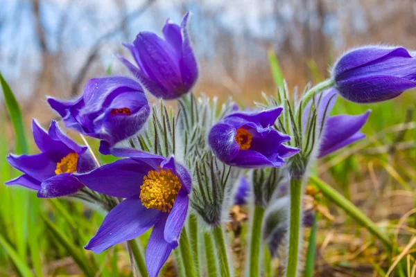 Closeup Spring Violet Flowers Bush — Stock Photo, Image