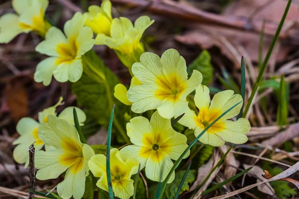 Closeup Spring Flowers Background — Stock Photo, Image