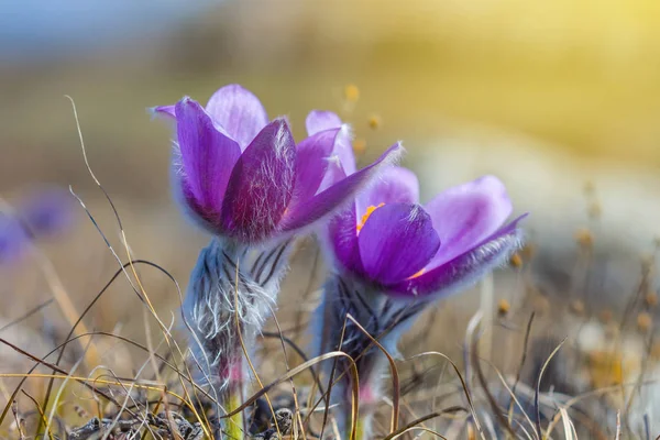 Nahaufnahme Frühling Violette Blumen — Stockfoto