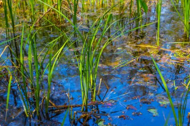 bir havuzda closeup yeşil çimen
