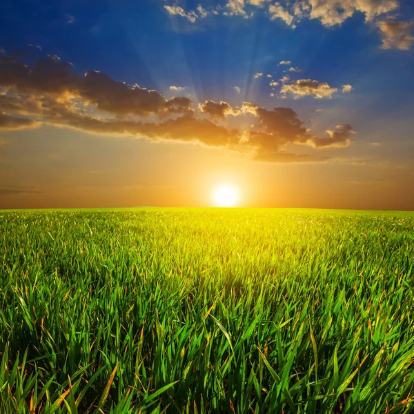 Green Fields Sunset — Stock Photo, Image