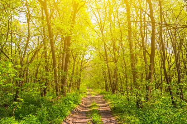 Toprak Yol Bir Orman Yoluyla — Stok fotoğraf