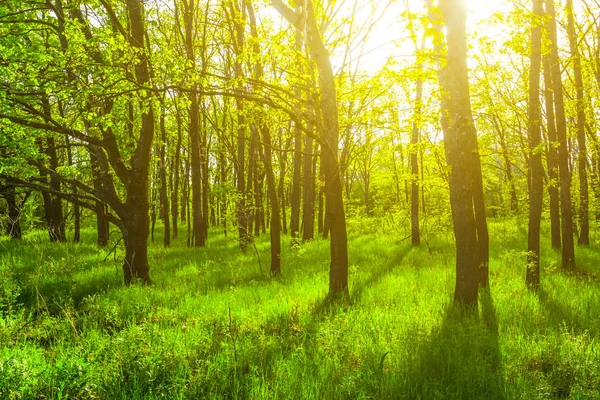 Mooie Zomerse Bos Een Stralen Van Zon — Stockfoto