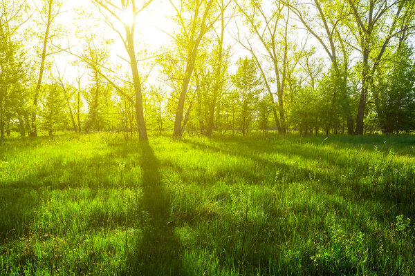 green forest glade in a rays of sun