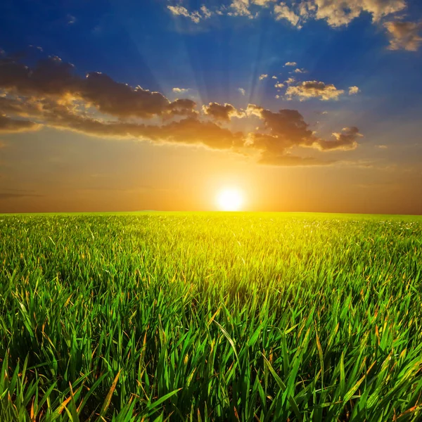 Green Fields Sunset Royalty Free Stock Images