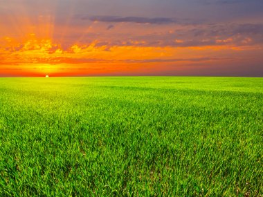 Yeşil alanlar arasında kırmızı dramatik günbatımı