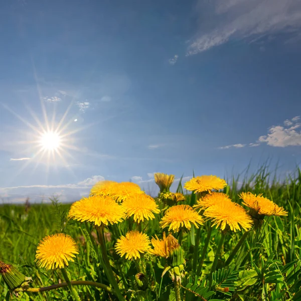 Mucchio Denti Leone Gialli Campo Verde — Foto Stock