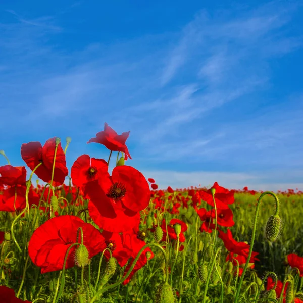 Hermoso Campo Amapola Roja Cielo Azul —  Fotos de Stock