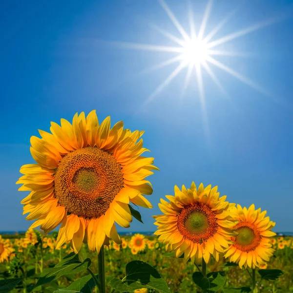 Zonnebloemen Onder Een Sparkle Zon — Stockfoto