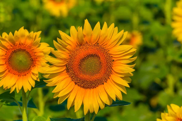 Closeup Yellow Sunflower Field — Stock Photo, Image