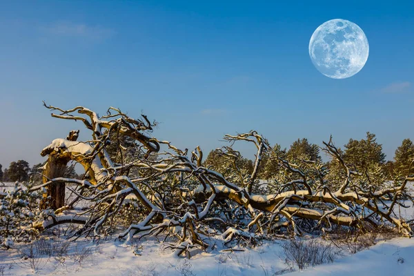 Zimowe Śniegiem Lasu Zmierzchu — Zdjęcie stockowe