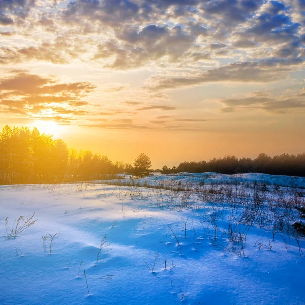 Clairière Hivernale Coucher Soleil — Photo