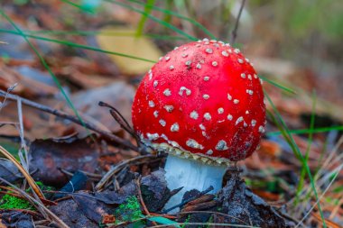 bir ormandaki closeup kırmızı flyagaric mantar