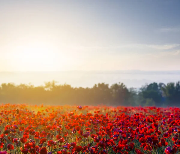 Bellissimo Campo Papavero Rosso Mattino Presto Una Nebbia — Foto Stock