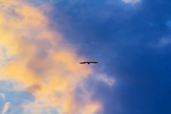 Bird Silhouette Flying Sky — Stock Photo, Image